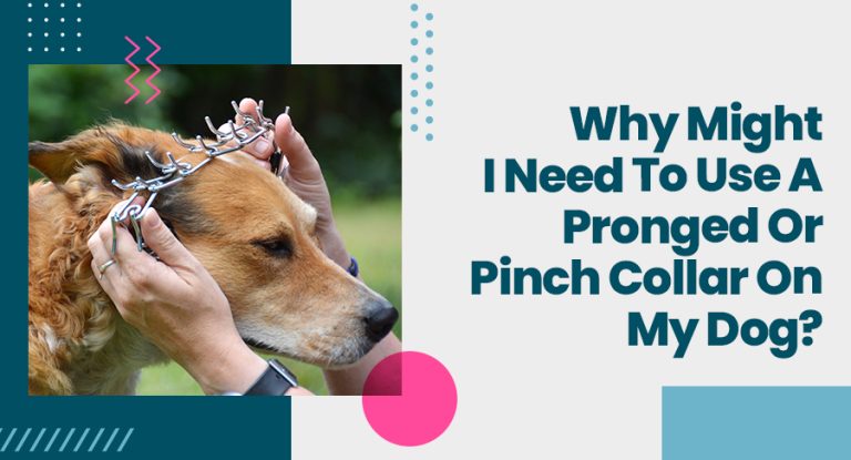 Why Might I Need To Use A Pronged Or Pinch Collar On My Dog?