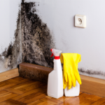 How Mold Removal Can Save Your Home from Structural Damage