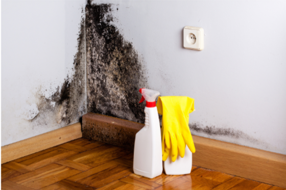 How Mold Removal Can Save Your Home from Structural Damage