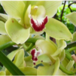 What to Look for When Shopping for Orchid Plants for Sale