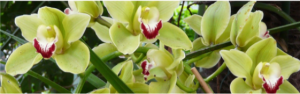 What to Look for When Shopping for Orchid Plants for Sale