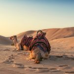 Dhow Cruise Dubai Marina Timings: Complete Guide to Dinner & Sunset Cruises