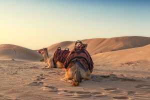 Dhow Cruise Dubai Marina Timings: Complete Guide to Dinner & Sunset Cruises