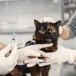 Role of Animal Vaccinations in Keeping Animals Safe and Healthy