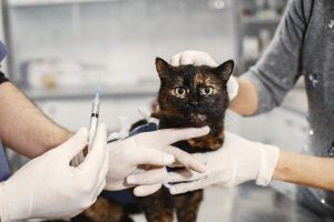 Role of Animal Vaccinations in Keeping Animals Safe and Healthy