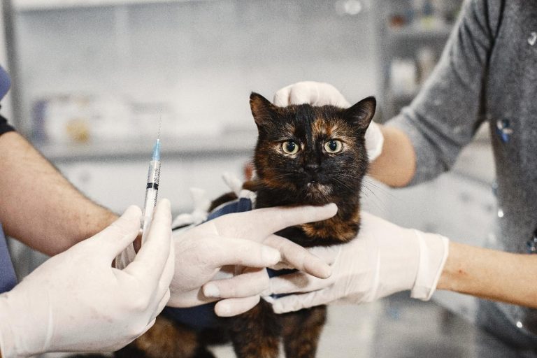Role of Animal Vaccinations in Keeping Animals Safe and Healthy