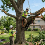 How to Assess and Treat Storm Damaged Trees?