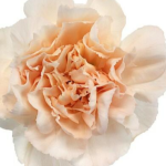 Carnations in Bulk: A Practical Choice for Fundraisers, Weddings, and Special Events