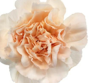 Carnations in Bulk: A Practical Choice for Fundraisers, Weddings, and Special Events