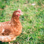 5 Tips to Find The Right Poultry Farm to Buy Breeds