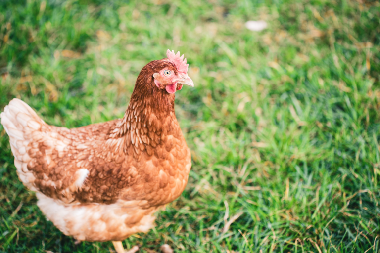 5 Tips to Find The Right Poultry Farm to Buy Breeds