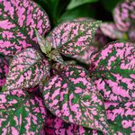Best Fertilizer for Mint Julep Caladium