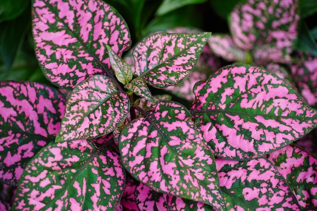 Best Fertilizer for Mint Julep Caladium