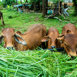 Everything You Need to Know About Gaushalas 