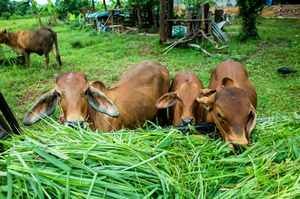 Everything You Need to Know About Gaushalas 
