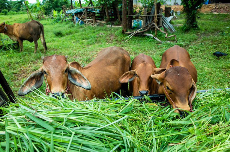 Everything You Need to Know About Gaushalas 